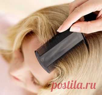 Как избавиться от вшей и гнид - лечение в домашних условиях