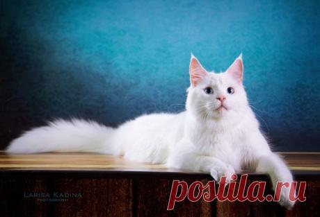 Oлеcя Tpуш
35 лет, Россия, Барнаул