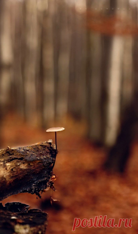 500px / Tot by Marcsaa