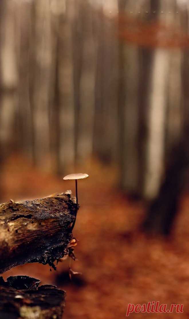 500px / Tot by Marcsaa