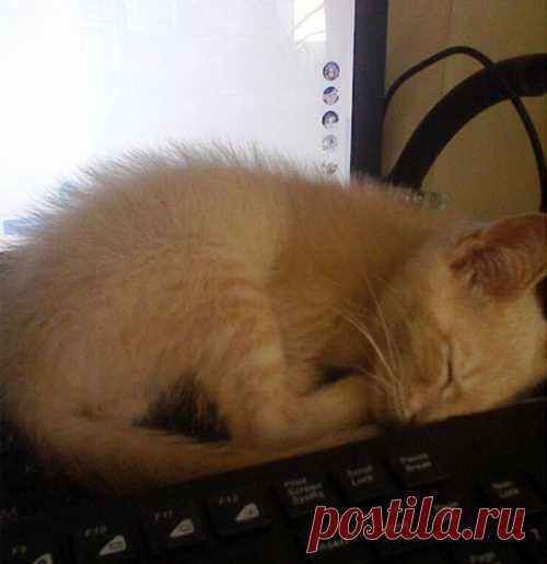 У любви нет породы! 
Это два моих сокровища. Рыжий Вениамин (в простонародье Веник) и чёрный Василий. Два друга, два бандита. 
Первым забрала рыжего 1,5 года назад. Был невесомым, умещался на ладони. Блохи в нем весили б…