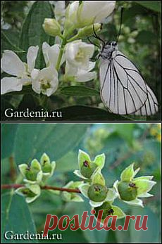 Чубушник: обрезка, размножение
