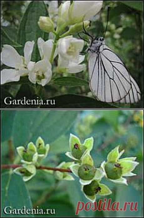 Чубушник: обрезка, размножение