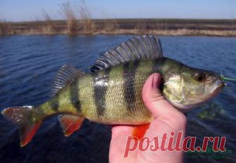 Снасти для ловли окуня | НА РЫБАЛКУ !!!!