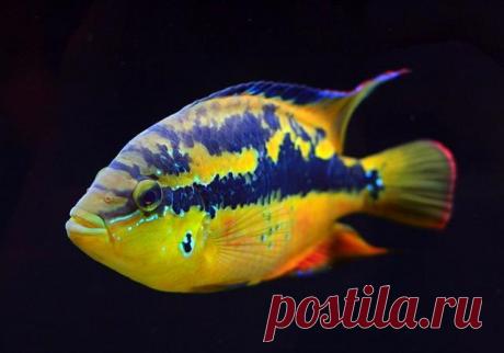 1355061739585_bulletin (640×448)