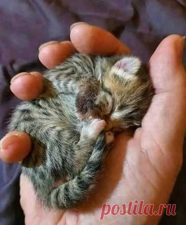 Вы можете уместить свою любовь в ладони? Могу! in 2025 | Cute cats, Cute cats and dogs, Kittens cutest