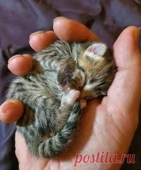 Вы можете уместить свою любовь в ладони? Могу! in 2025 | Cute cats, Cute cats and dogs, Kittens cutest