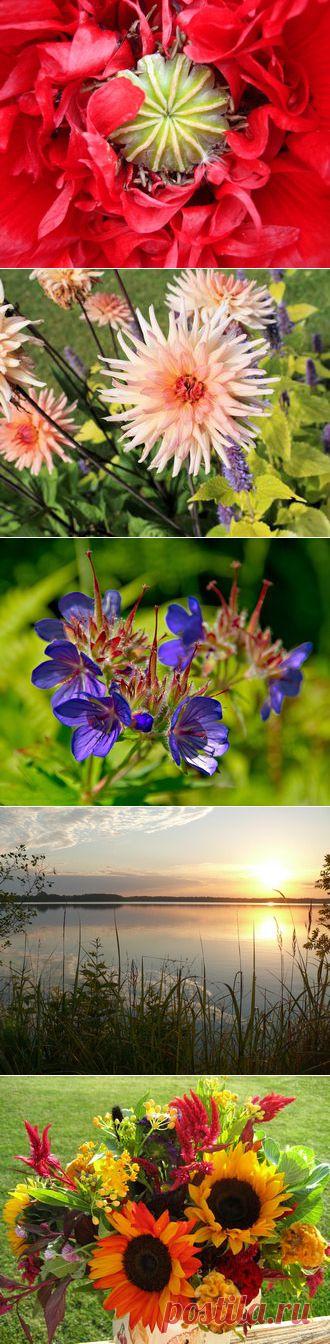 Обои для рабочего стола с цветами: июль 2014