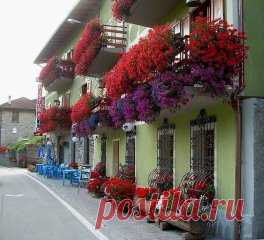 Хотите чтобы герань пышно цвела круглый год? - ПОИТЕ ЕЕ БРАЖКОЙ! 
Сохраните, чтобы не потерять!
Цветение будет продолжаться практически круглый год! Растение станет мощным, сильным, практически не будет подвержено солнечным ожогам, будет легко переносить жару и не будет болеть.
Состав эликсира очень прост и доступен:
Вода - 2,7 л
Дрожжи - 100 г
Сахар - 0,5 стакана
А вот, собственно, и сам рецептик:
В трехлитровую банку залейте 2,6-2,7 л отстоянной воды без хлора.
Разведите...