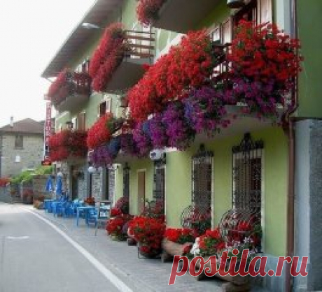 Хотите чтобы герань пышно цвела круглый год? - ПОИТЕ ЕЕ БРАЖКОЙ! 
Сохраните, чтобы не потерять!
Цветение будет продолжаться практически круглый год! Растение станет мощным, сильным, практически не будет подвержено солнечным ожогам, будет легко переносить жару и не будет болеть.
Состав эликсира очень прост и доступен:
Вода - 2,7 л
Дрожжи - 100 г
Сахар - 0,5 стакана
А вот, собственно, и сам рецептик:
В трехлитровую банку залейте 2,6-2,7 л отстоянной воды без хлора.
Разведите...