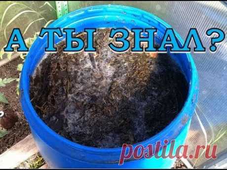 ТРАВЯНОЙ НАСТОЙ - лучшее удобрение ПОШАГОВО!