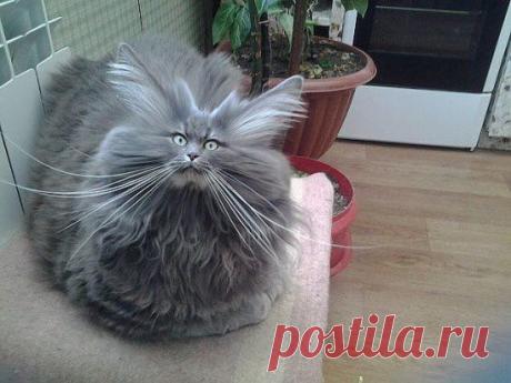 ЁШКИН КОТ)))))))