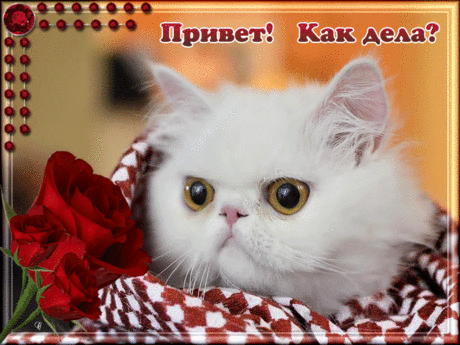 Привет! Как дела? Не забыла про меня?