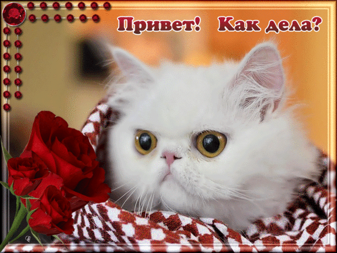 Привет! Как дела? Не забыла про меня?