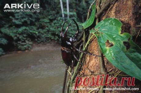 arkive animals - Поиск в Google