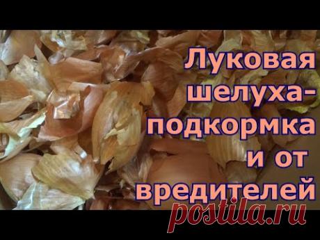 Луковая шелуха - отличное средство для рассады как удобрение и профилактика от вредителей и болезней