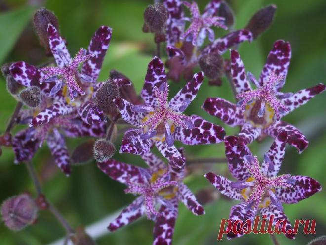 фиолетовый цвет - 707 . картинок. Поиск@Mail.Ru