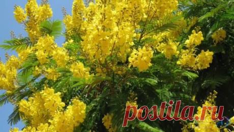 GIOVANNI MARRADI - Renaissance(Album Romantico)