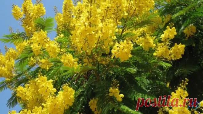 GIOVANNI MARRADI - Renaissance(Album Romantico)