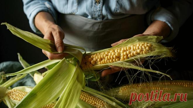 Почему человеческое тело не переваривает кукурузу? Состав и свойства кукурузы. Переваривается ли злак и как влияет на организм. Использование в лечебных целях. Польза и вред неперевариваемых элементов.