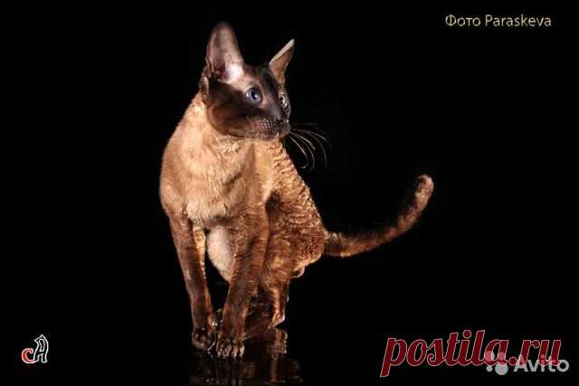 Услуги - Вязка корниш-рекс Ch. Bernstein в Санкт-Петербурге предложение и поиск услуг на Avito — Объявления на сайте Avito