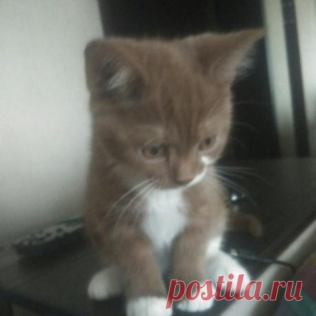 Чем кормить котенка?