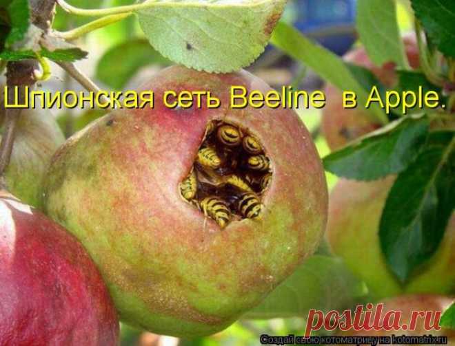 Котоматрицы великолепные, каждая с кусочком позитива!!!