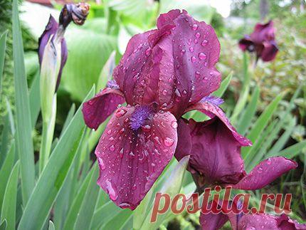 Ирис карликовый Черри Гарден купить, фото