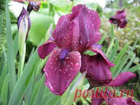 Ирис карликовый Черри Гарден купить, фото