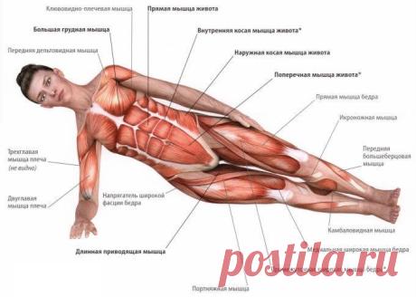 Лучшие упражнения для тренировки мышц кора