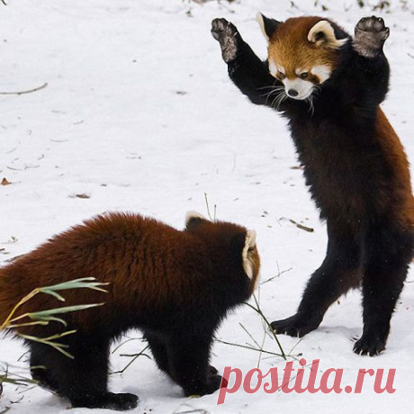 Братья наши меньшие... - очаровательные фотографии