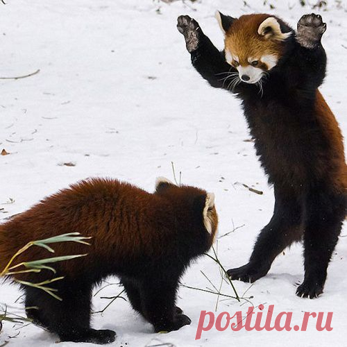 Братья наши меньшие... - очаровательные фотографии