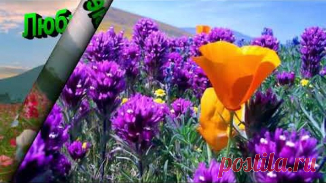 Любимые полевые цветы