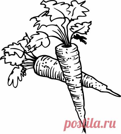Раскраски моркови (морковки) скачать или распечатать