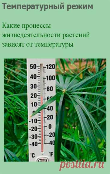 Температурный режим. Все процессы жизнедеятельности растений зависят от температуры. Между потребностью растений в свете и тепле существует тесная связь: чем светлее в комнате, тем более высокую температуру может выдержать растение. И наоборот, чем меньше света получает растение, тем меньше его потребность в тепле. Из этого следует, что зимой, когда световой день уменьшается, растения лучше чувствуют себя, если средняя температура в комнате тоже ниже, чем летом.