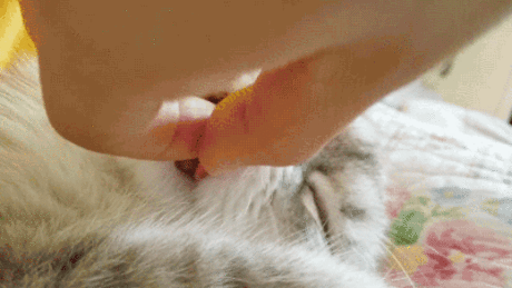 котик