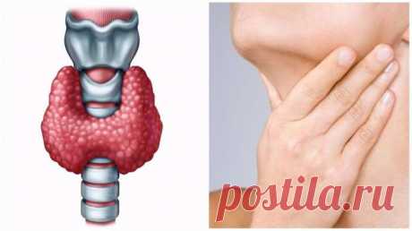 Царский орех защитит от всех болезней! Естественное решение проблемы с дефицитом йода и гипотиеозом — Домашний уют
