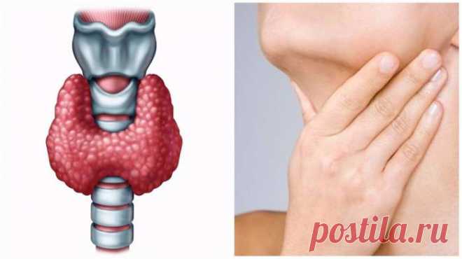 Царский орех защитит от всех болезней! Естественное решение проблемы с дефицитом йода и гипотиеозом — Домашний уют