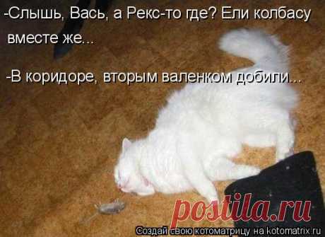 Котоматрица: Случайные котоматрицы
