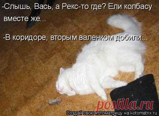 Котоматрица: Случайные котоматрицы