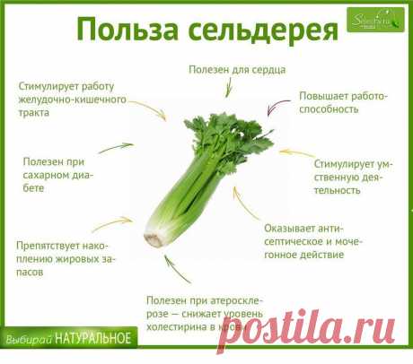 Наглядно о пользе сельдерея.