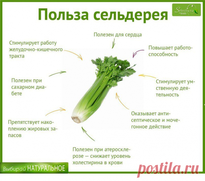 Наглядно о пользе сельдерея.