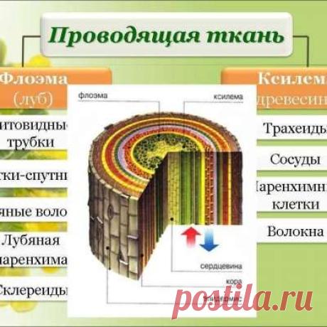 Учитель биологии!