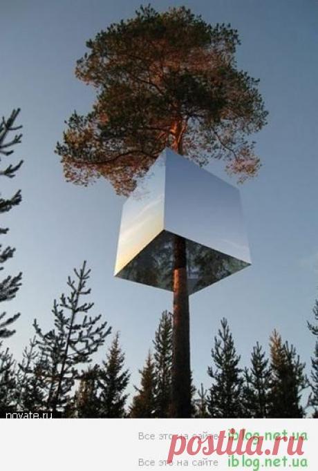 отель на дереве