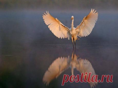 Потрясающий кадр! | НАУКА И ЖИЗНЬ