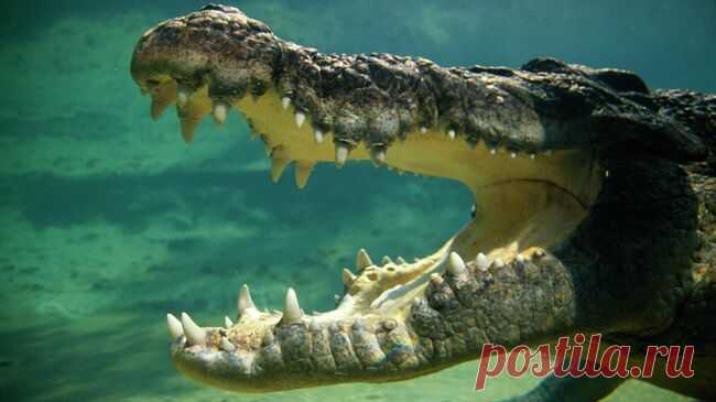 Эксперт рассказал, сможет ли крокодил Глафира из Обнинска восстановиться