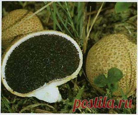 Ложнодождевик обыкновенный (Sderoderma citrinum (Sderoderma aurantium))
