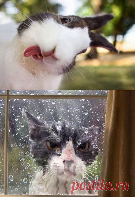 Одноклассники