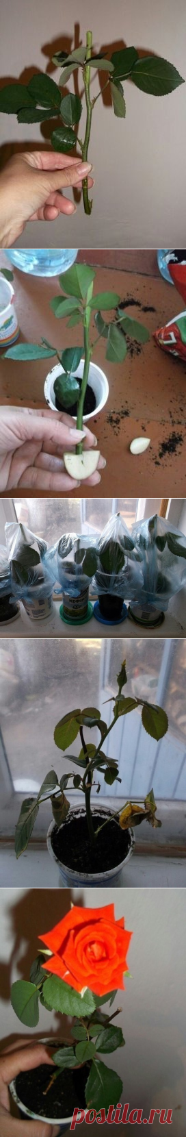 Как укоренить розу из букета