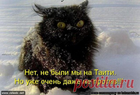 186 котоматриц | Релаксик